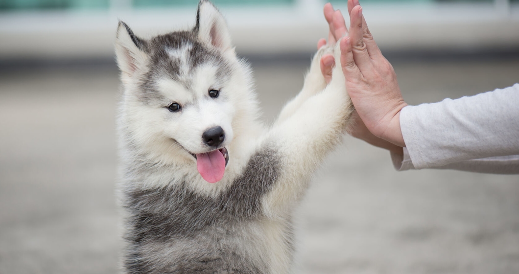 Puppy pressing his paw against a Girl hand
