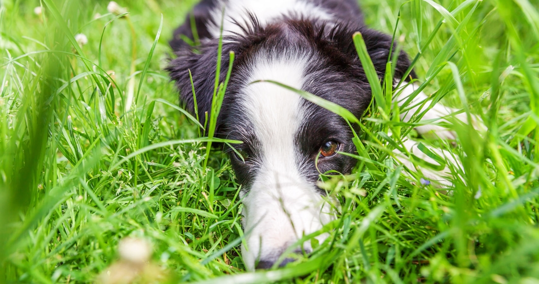 Funny outdoor portrait of cute smilling puppy dog border collie lying down on green grass lawn in park or garden background