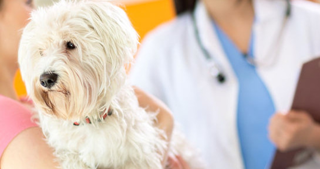 Maltese dog on exam in vet clinic