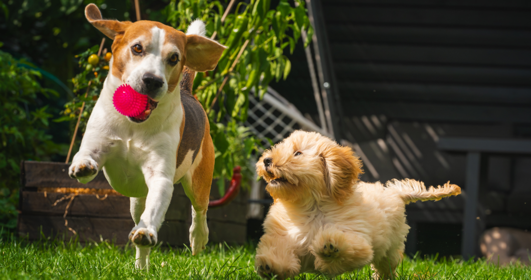 two dogs in yard