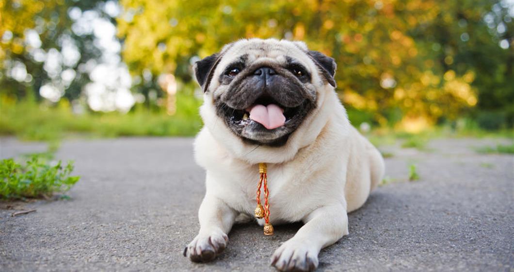 Cut pug smiling at the camera