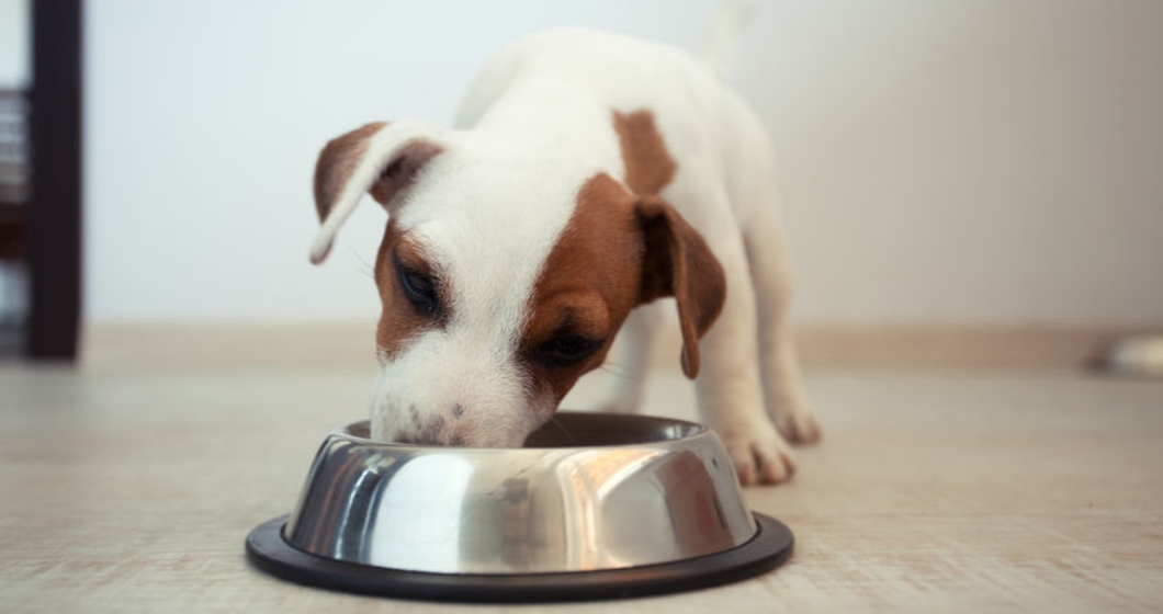 puppy eating food. dog