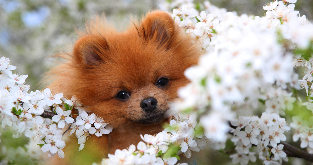 dog in flowers