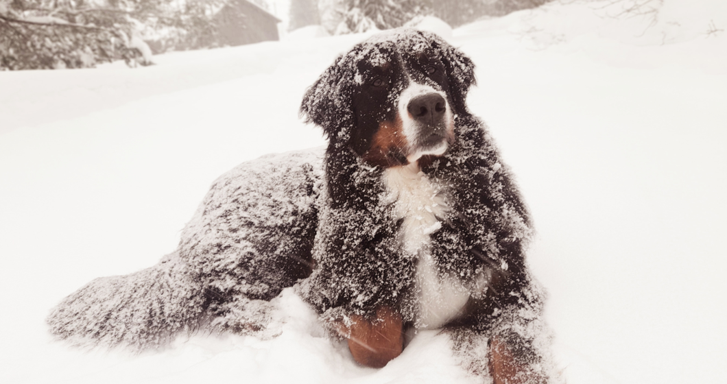 dog in snow