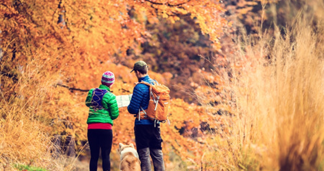 Man and woman hikers hiking in autumn colorful forest with akita dog. Young couple looking at map and planning trip or get lost .  Keywords: active activity adult adventure assistance autumn backpacker beautiful camp camping couple direction dog europe exe
