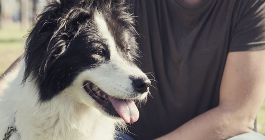 man with his dog playing in the park