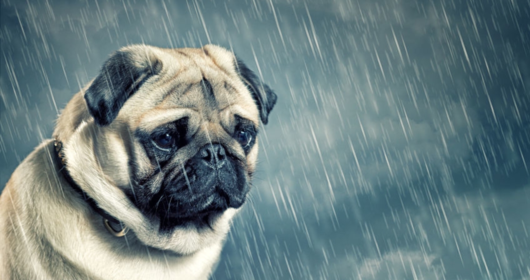 pug in the rain