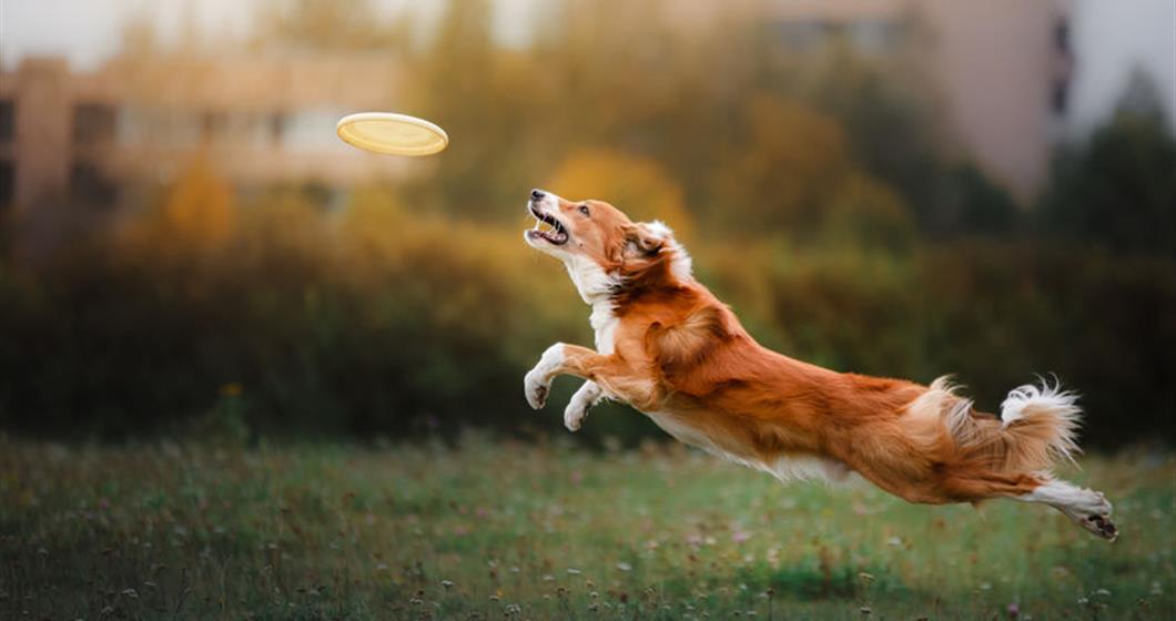 Dog jumping to catch frisbee