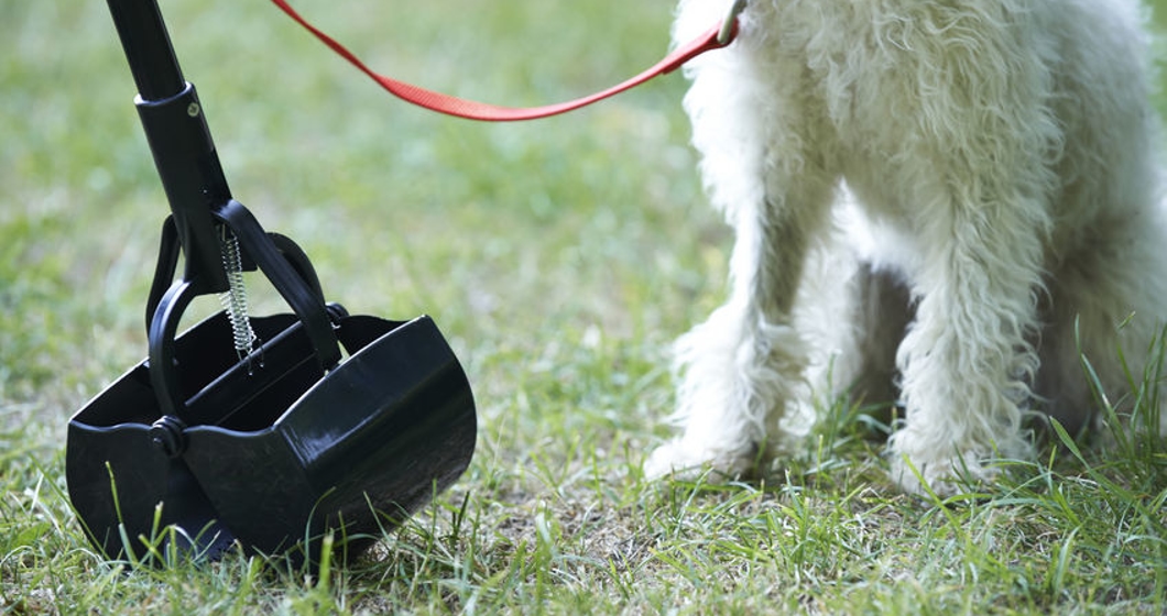 Owner Clearing Dog Mess With Pooper Scooper