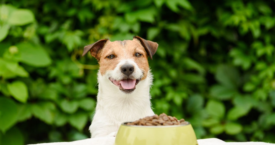 Dog behind table with bowl full of dry food