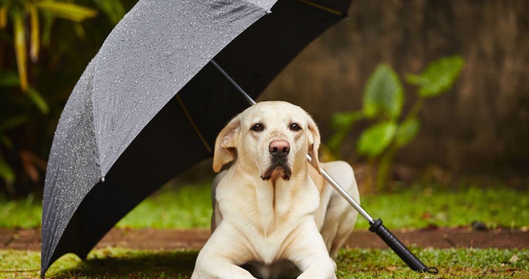 Labrador retriever in rain is waiting under umbrella