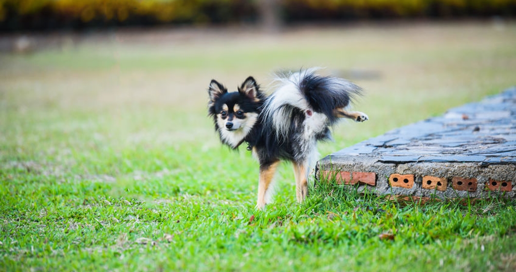 cute chihuahua peeing