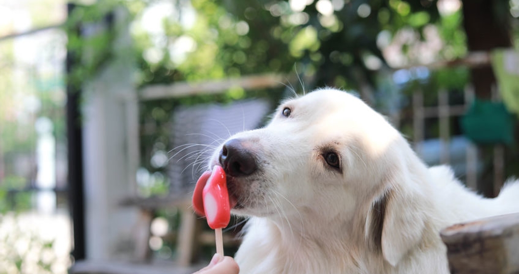 Dog eating ice cream , Long haired white dog eating ice cream.
