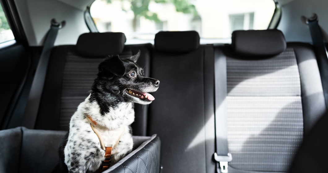Dog In Car Seat With Safe Belt