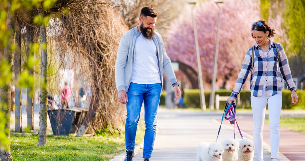 White Bichon Frise dogs walking next to its owners on sunny day..  Keywords: 30-39 years adorable adult animal bichon bichon frise breed canine cheerful city life couple cute day dog domestic enjoying enjoyment fluffy group happy joy leash lifestyle lookin