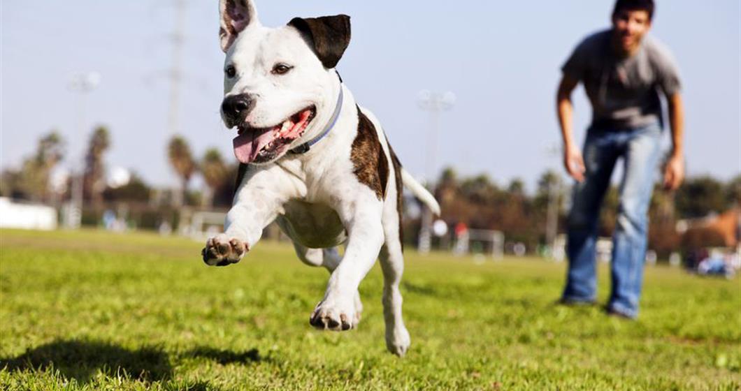 Dog running on grass