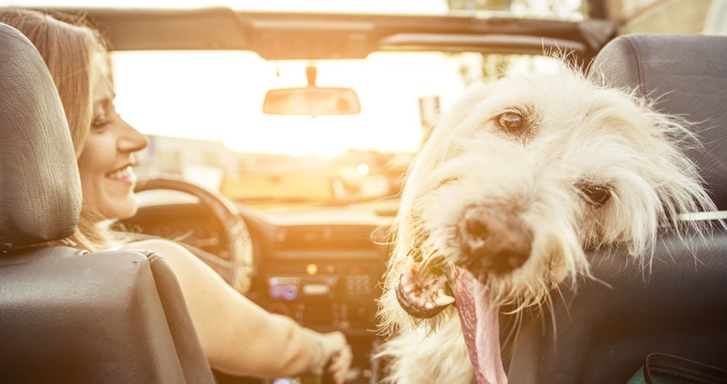 Knoxville Dog-Friendly Events You Don’t Want to Miss - scrap_google_ccl