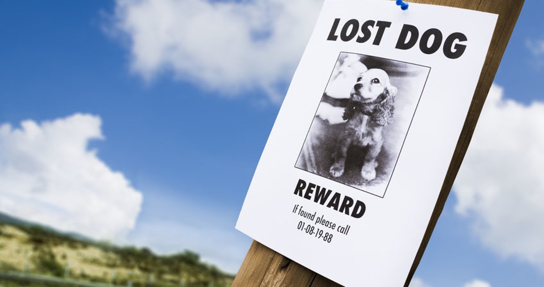 lost puppy poster on a lightpost.  Keywords: advertise advertisement announcement background banner commercial communication design dog exterior information lost market marketing memorandum outdoor paper pet post poster presentation promotion publicity pup