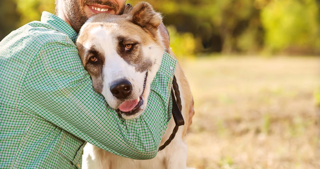Man and central Asian shepherd walk in the park. He keeps the do