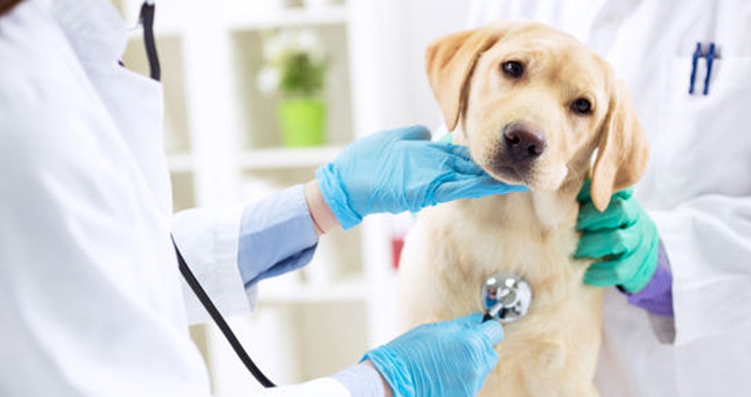 Smiling veterinary examining dog