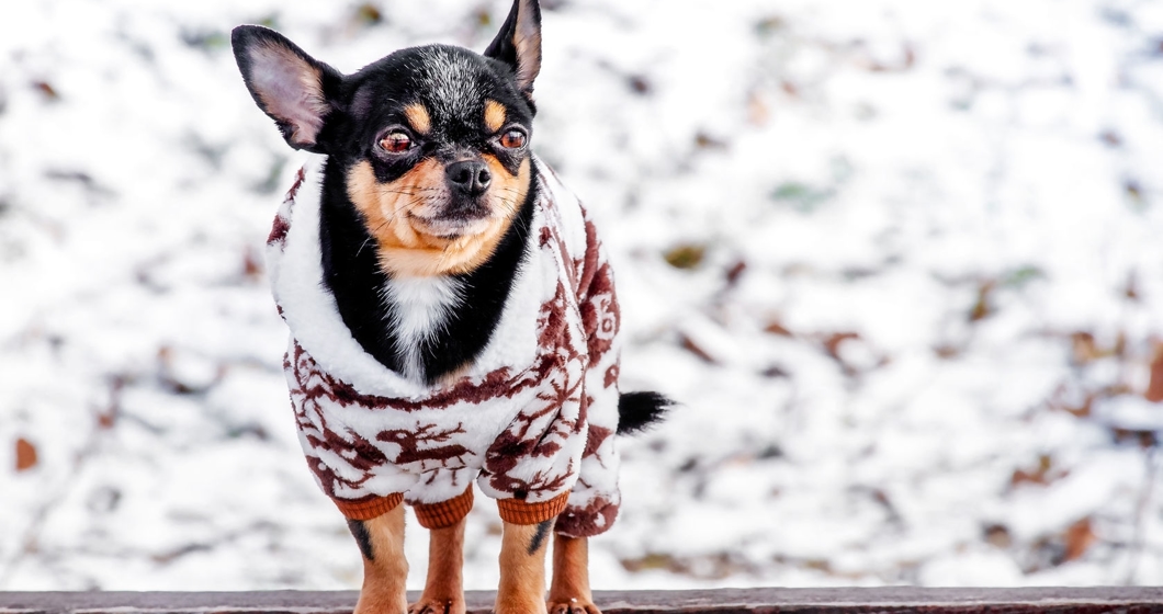 Purebred Chihuahua on a walk in winter in clothes. A charming outfit for a dog. Winter walk.