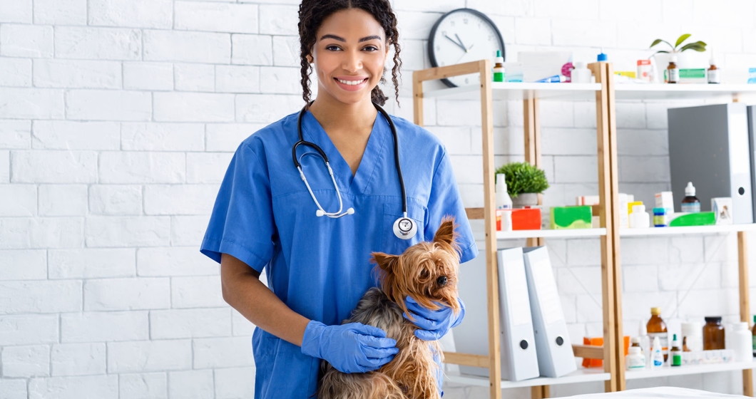 Portrait of happy African American vet doctor with cute little dog at animal clinic