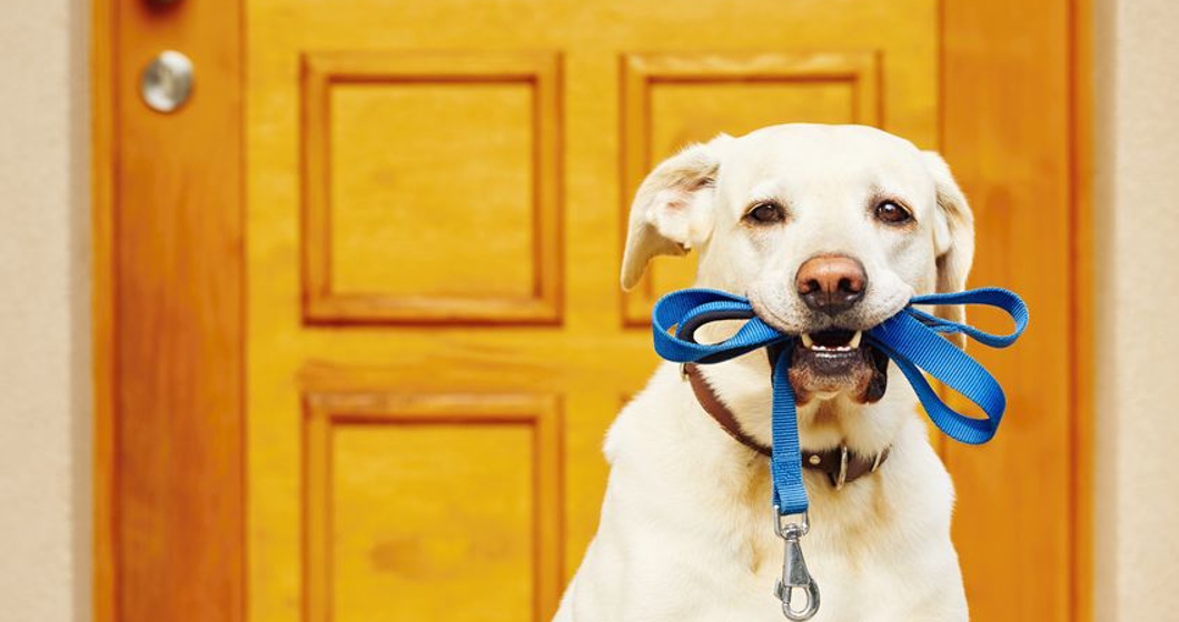 labrador retriever with leash  is waiting for walk.
