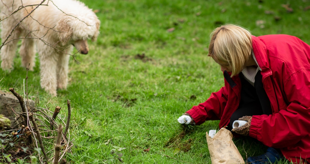 A woman cleans up dog poop on the lawn in the yard of the house. Territory cleaning.