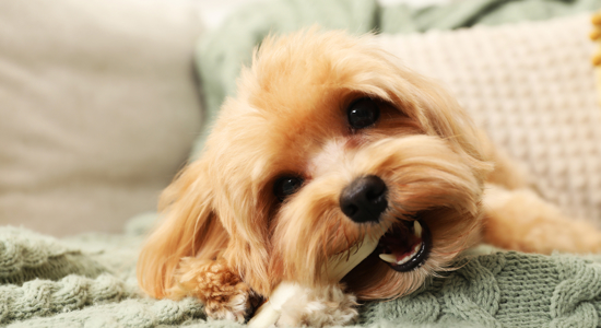 Pet Choking Prevention: Keeping Your Dog Safe Photo