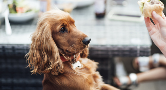 Can Dogs Eat Hot Dogs? Cookout Food Safety for Dogs Photo