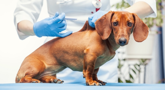 Can Dogs Get Diabetes? Photo