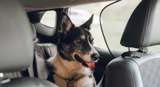 How to Travel with a Dog Photo