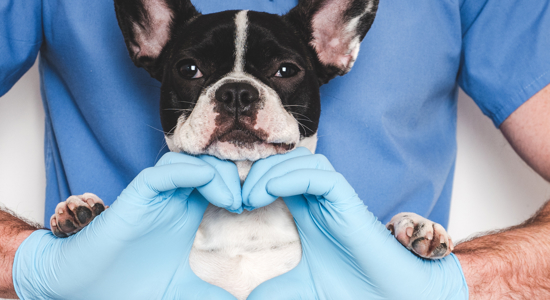 Raising Awareness About Heartworm in Dogs Photo