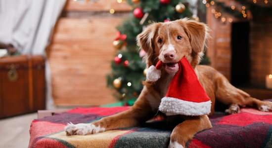 Pet Safety and Holiday Hazards: Foods and Decorations to Keep Away from Your Dog Photo