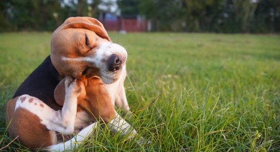 Why Is My Dog So Itchy? Photo