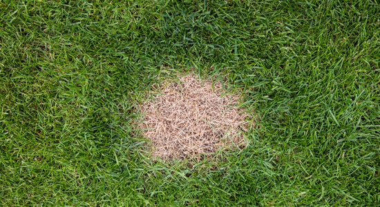 Protect Your Lawn from Dog Waste Damage Photo