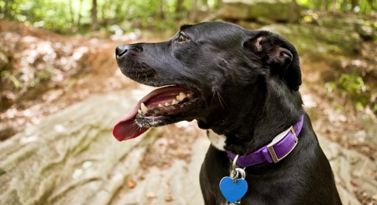 National Lost Pet Prevention Month: Tips to Keep Your Dog Safe This Summer Photo