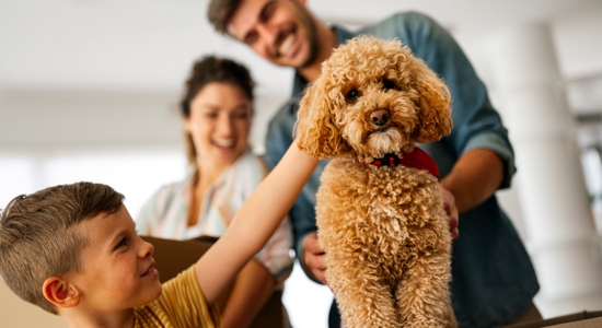 Bringing Home a New Dog: The Ultimate New Dog Owner Checklist Photo