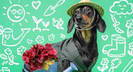 Why You Shouldn’t Use Dog Poop as Fertilizer Photo