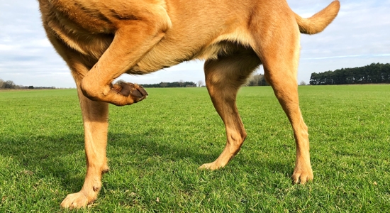 Animal Pain Awareness – Recognizing Signs of Pain in Your Pet Photo