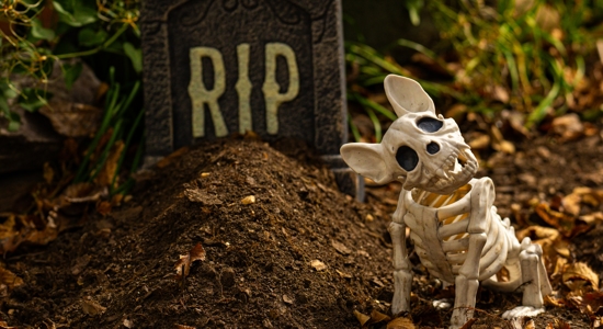 Petrifying Poop Facts: Scary Truths About Pet Waste Photo