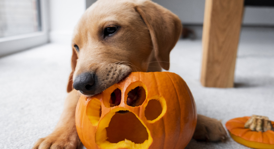 Can Dogs Eat Pumpkin? The Benefits of This Fall Superfood for Dogs Photo