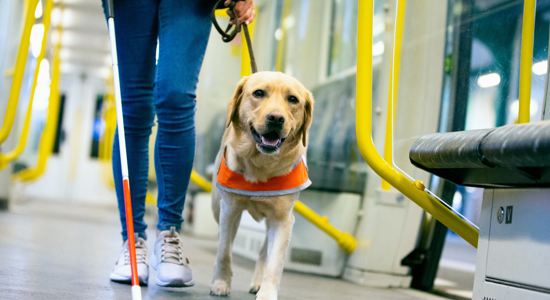 Service Dog Etiquette Starts With Awareness Photo