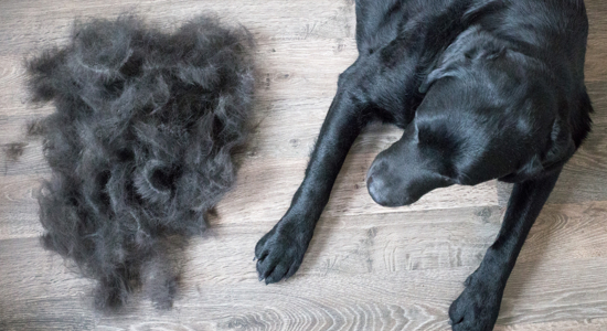 Why Is My Dog Shedding So Much? Photo
