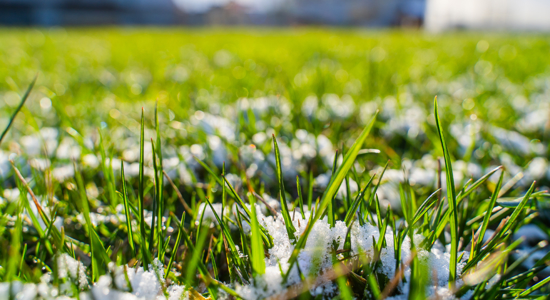 Spring Thaw, Spring Cleanup: What’s Lurking in Your Yard After Winter? Photo