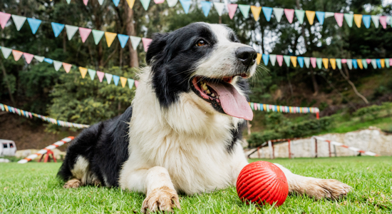 Why Pet Waste Station Rentals Are a Must for Outdoor Events Photo