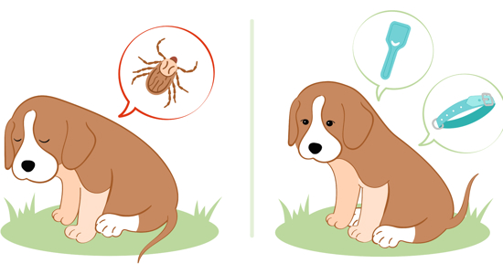 The Truth About Ticks and Your Dog Photo