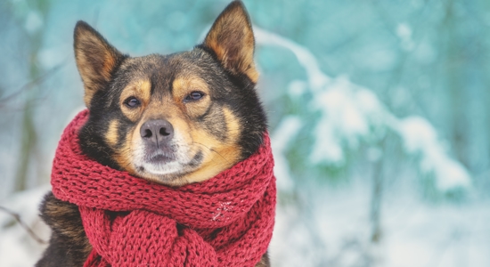 Winter Safety: How Cold Is Too Cold for a Dog? Photo