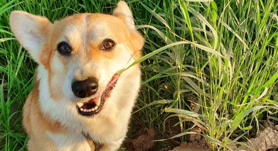 Why Is My Dog Eating That? Photo