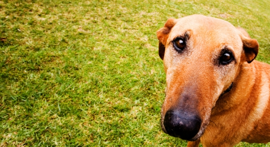 Help, My Yard Smells Like Dog Waste! Photo